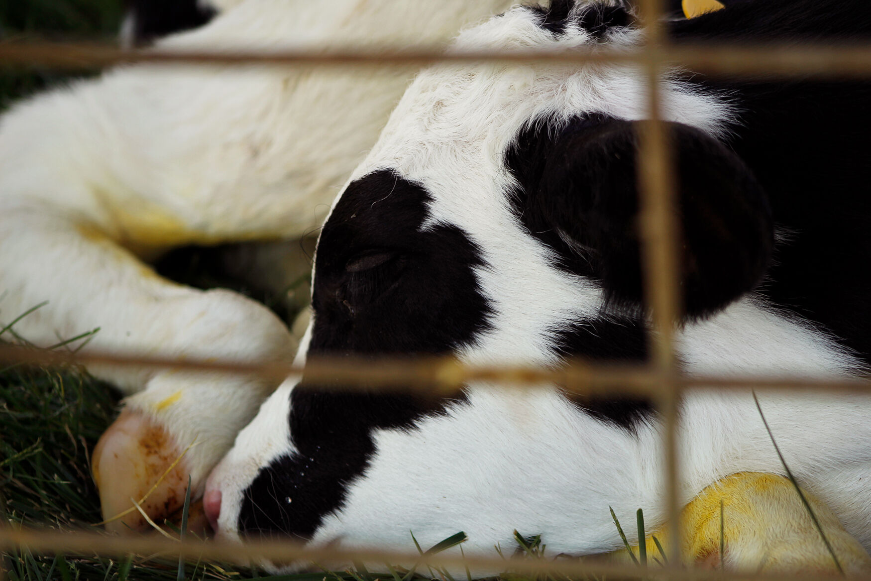A calf named Cheese rests in the heat during Moo Monda